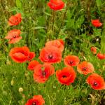 Fleurs - Coquelicot simple rouge - face recto